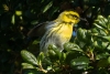 Townsend's Warbler, Atascadero Lake, January 9, 2024