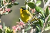 Wilson's Warbler. Atascadero, CA, April 9. 2023