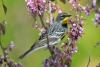 Yellow-rumped Warbler. Atascadero, CA, April 25. 2023