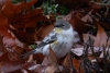 Yellow-rumped Warbler. Atascadero, CA, January 20. 2023