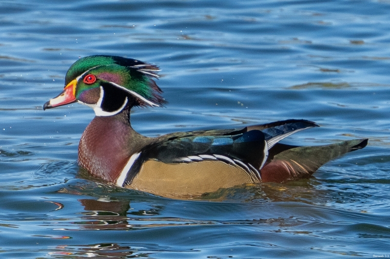 Wood Duck, Atascadero Lake, October 29, 2023
