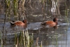 Cinnamon Teal, Atascadero, CA, March 24, 2023