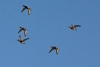 lesc_20230120