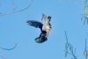 Wood Duck, Atascadero, CA, March 26, 2023