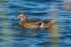 Wood Duck, Atascadero Lake, October 29, 2023