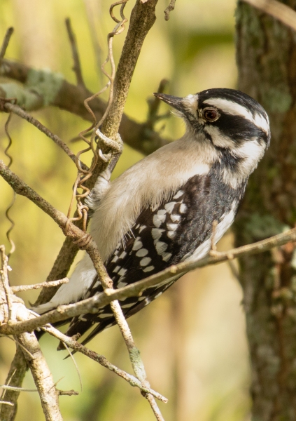 Downy Woodpecker, Pondhawk Natural Area, February 8, 2023