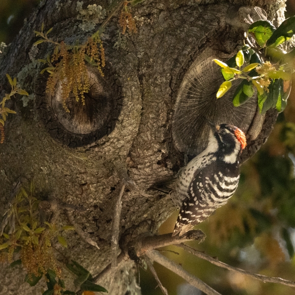Nuttall's Woodpecker, Atascadero, CA, April 19, 2023