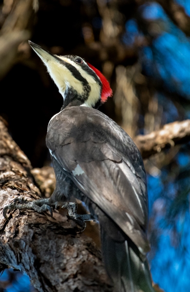 Pileated Woodpecker, Pondhawk, February 13, 2023