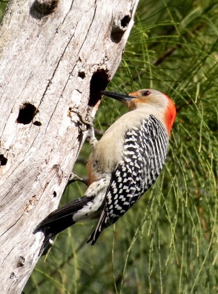 Red-bellied Woodpecker, Spanish River Park, February 10, 2023
