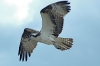 osprey_flight.jpg