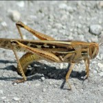 American Grasshopper (Shistocerca americana)