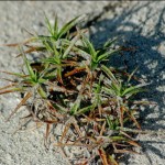 Beachstar (Cyperus pedunculatus)