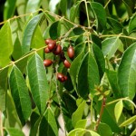 Florida Bitterbush (Picramnia pentandra)