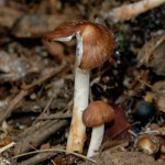 "Normal" mushroom