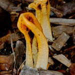 Stinkhorn coral fungus