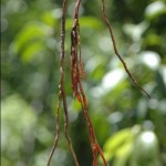 Strangler fig roots