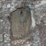 Close-up of gumbo limbo hole