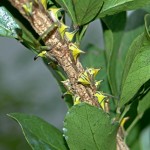 Thorn Bug (Ubmonia crassicornis)