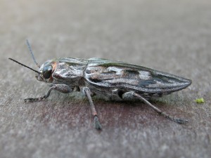 Unknown insect