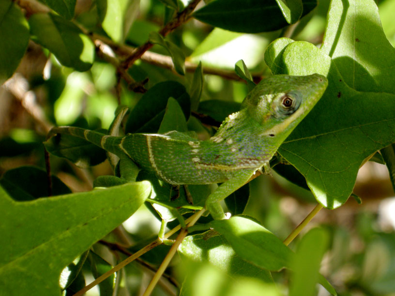 anolis_equestris