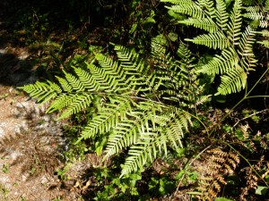 Bracken fern (Pteridium aquilinum)