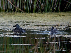Least Grebe and chick