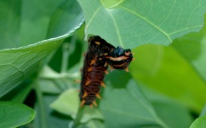 Polydamus swallowtail caterpillar