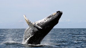 Humpback Whale leaping. Photo by Whit Welles, from Wikipedia.