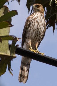 Juvenile accipiter. Boca Raton, FL, February 14, 2012.
