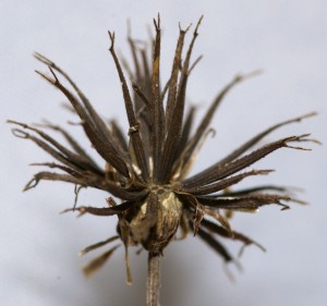 Bidens alba seedhead. Note the twin teeth on each little spikelet. Very effective at hitching a ride.