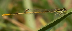 Ischnura hastata (Citrine Forktail). Boca Raton, FL, March 26, 2013.