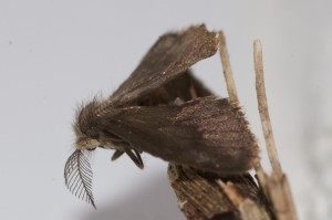 Bagworm moth. Boca Raton, FL, March 19, 2013.