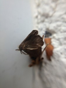 Bagworm moth. Boca Raton, FL, March 19, 2013
