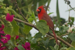 Northern Cardinal (Cardinalis cardinalis). Boca Raton, FL, March 1, 2013.