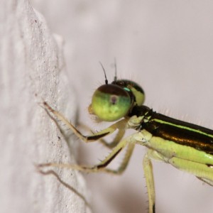 The eye is not in perfect focus, but the thorax and the rest of the body are crisp and clear.