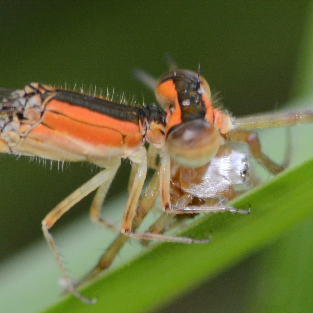 Ischnura hastata with unidentified spider, Boca Raton, FL, May 7,.2013.