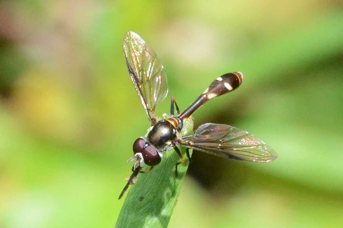 Flower fly, Pseudodoros clavatus