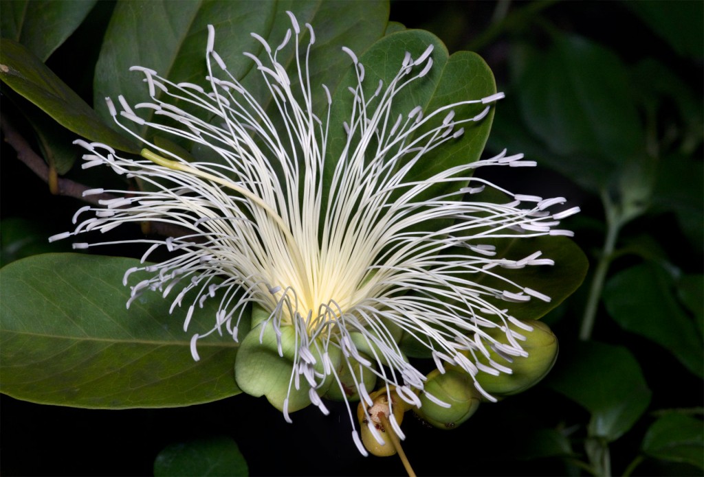 Limber caper flower. Boca Raton, FL, June 13, 2013.