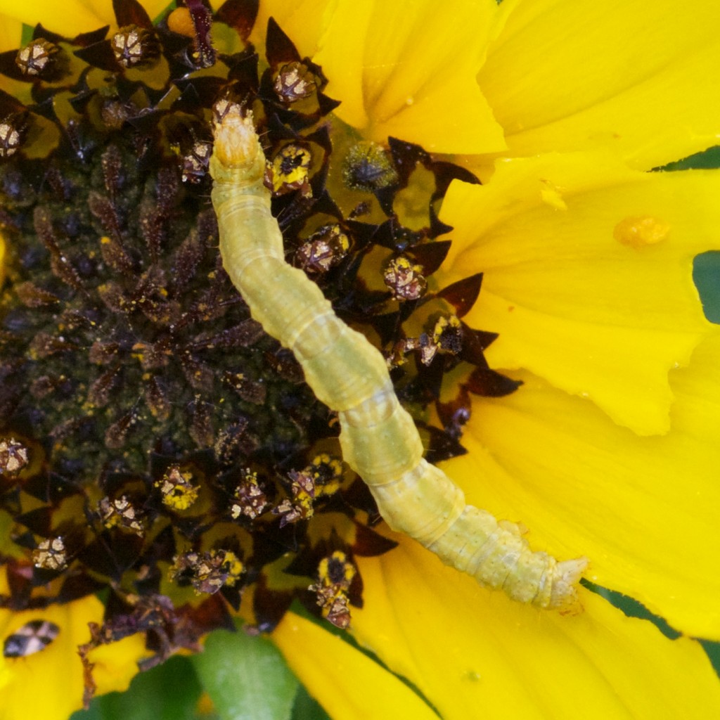 Caterpillar on Dune Sunflower. Boca Raton, FL, June 13, 2013.