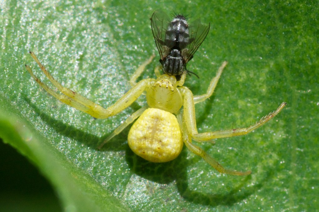 Flower spider with fly. Boca Raton, FL, June 13, 2013.
