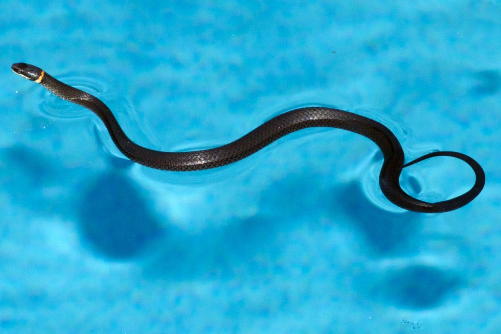 Ringneck snake (<i>Diadophus punctatus</i>). Boca Raton, FL, August 17, 2013.