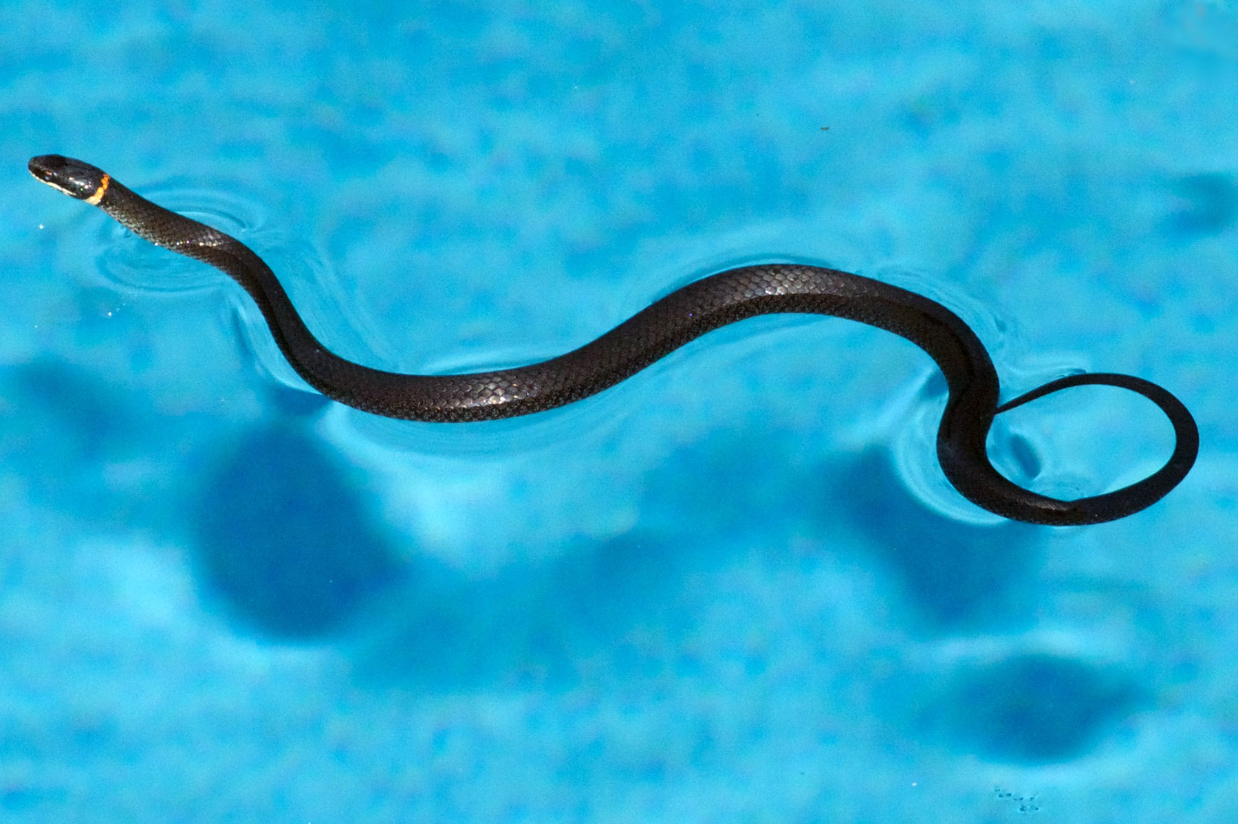 Ringneck snake (Diadophis punctatus). 