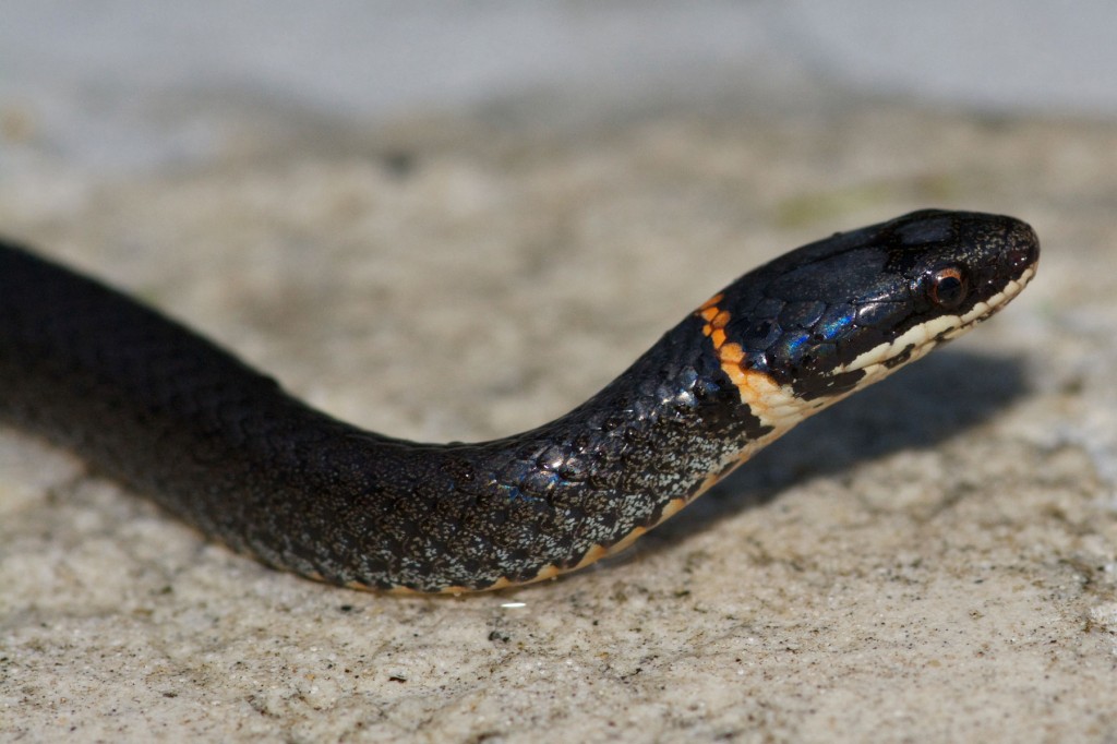 Ringneck snake (<i>Diadophus punctatus</i>). Boca Raton, FL, August 17, 2013.
