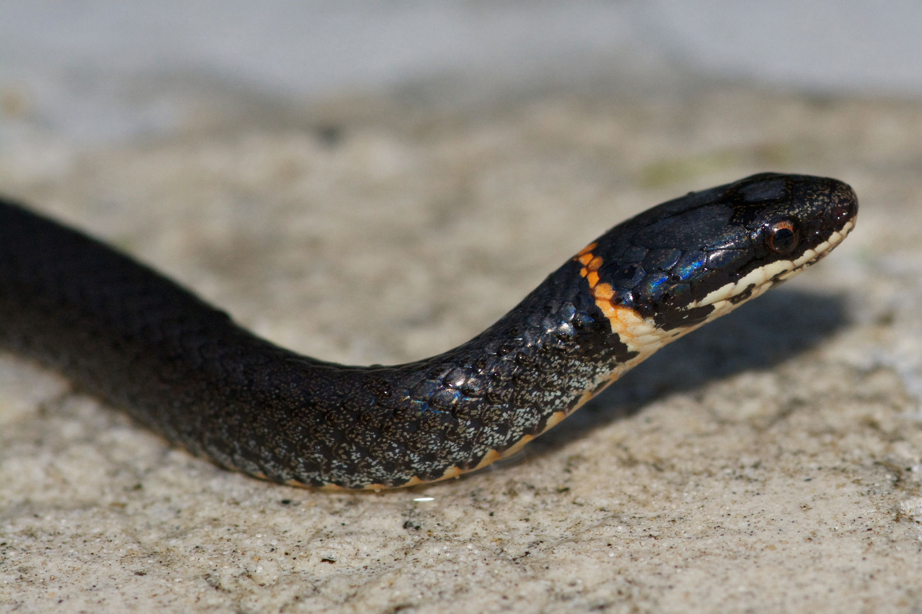 New Backyard Herp Ringneck Snake Diadophis Punctatus Benweb 3 2