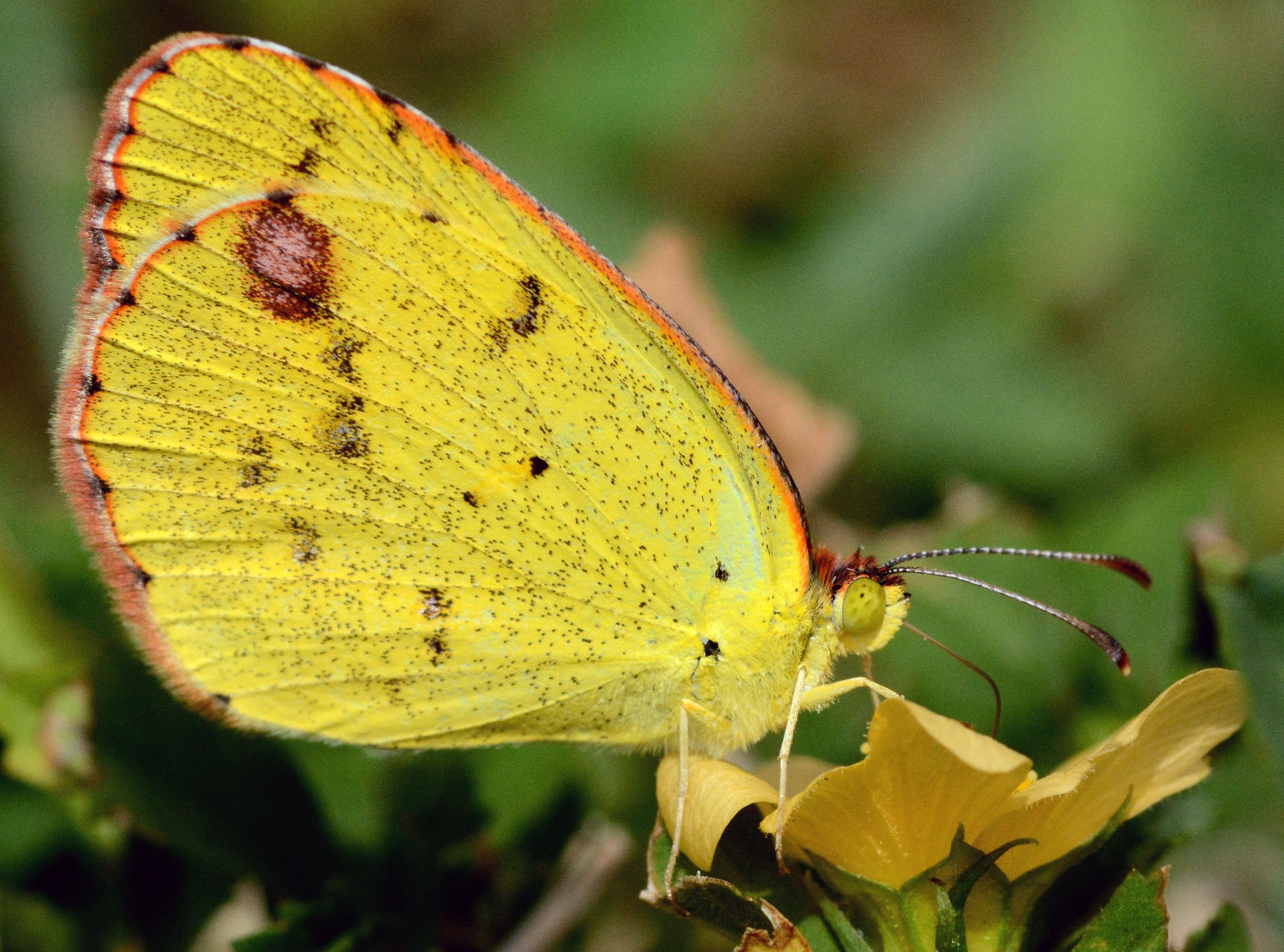Лимонница желтая бабочка сидит. Жёлтая бабочка. Желтый мотылек. Бабочка желтая с красными пятнами. Бабочка желтая с черными пятнами.