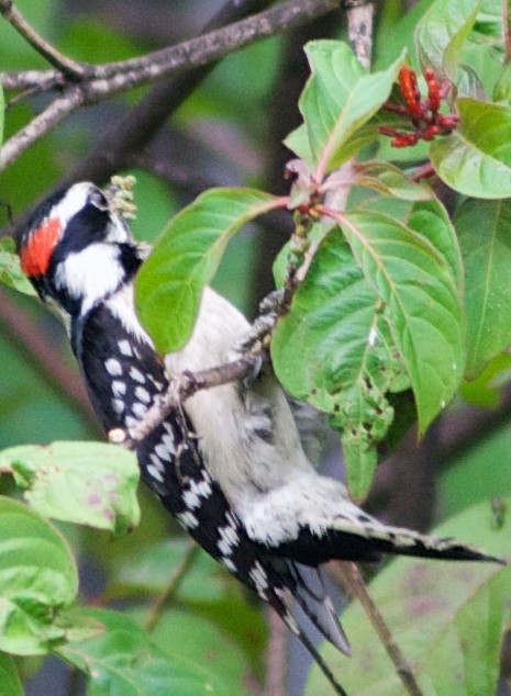 Downy Woodpecker (Picoides pubescens) gleaning scale insects from firebush (Hamelia patens). Boca Raton, FL, May 1, 2014.