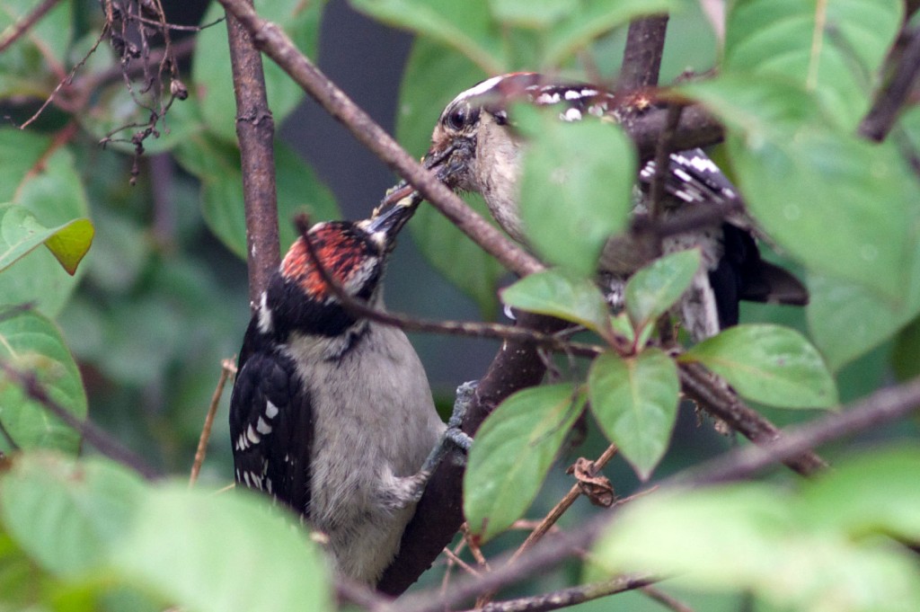 Downy Woodpecker feeding young. Boca Raton, FL, May 1, 2014