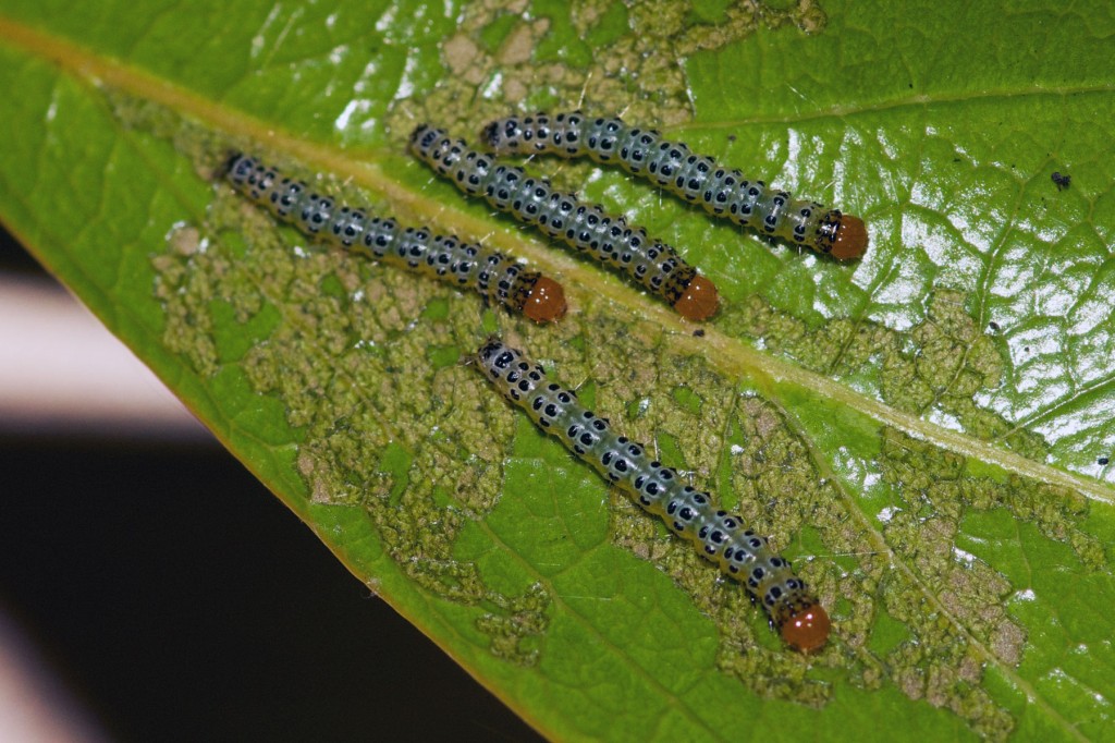 Fiddlewood caterpillar moth. Boca Raton, FL, June 10. 2014.
