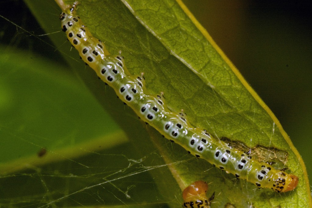 Fiddlewood moth (Epicorsia oedipodalis) caterpillar. Boca Raton, FL, June 12, 2014.