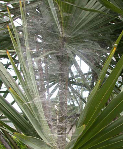 Colony of Cyrtophora citricola filling space between palm leaves. Photograph by G.B. Edwards, Division of Plant Industry, Florida Department of Agriculture and Consumer Services.